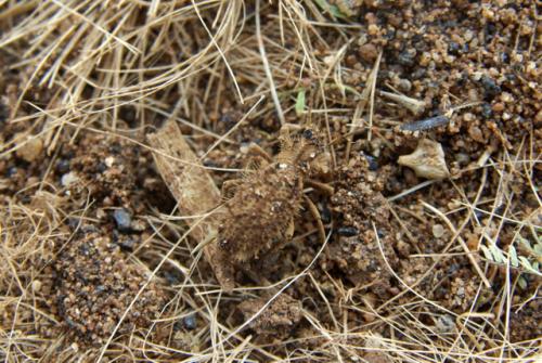 Réf. 296 462 : Sepidium sp.